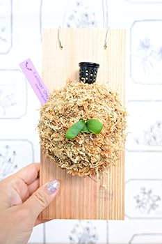 専用！P.willinckii OMG spore 2203 P.willinckii